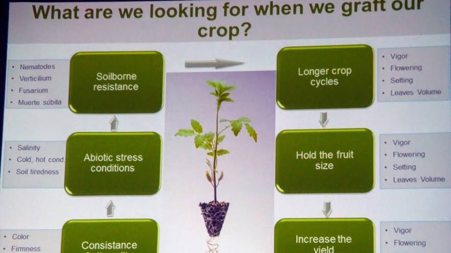 Portainjertos .. el uso|portainjertos-Ramiro- Arnedo